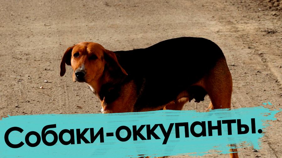 Собаки — оккупанты Читы: через что проходят дети, чтобы попасть в школу