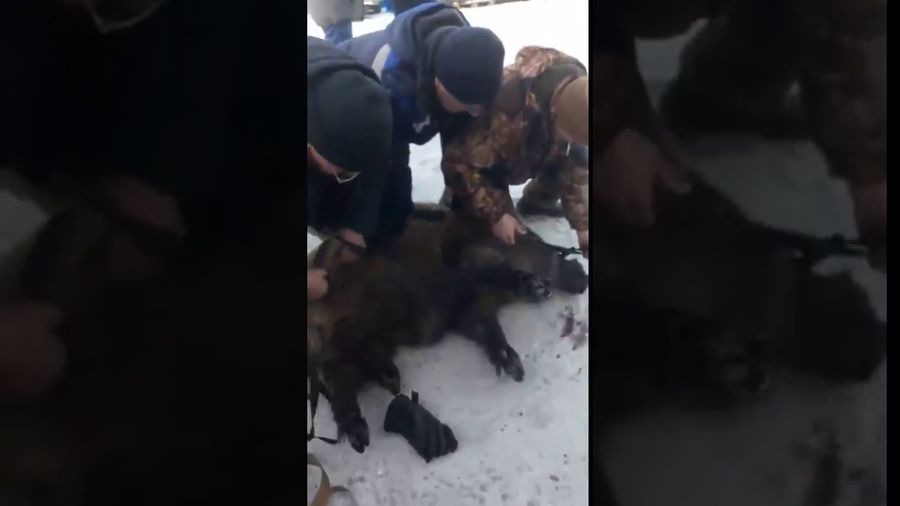 ​Дикий кабан, гулявший по Чите, оказался ручным. Он искал невесту