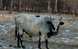 Красночикойский район: Судебные приставы у семьи отбирают последнюю корову