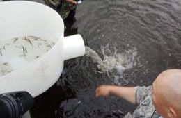В Забайкалье 200 тысяч мальков выпустили в озеро Иван 