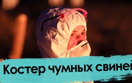 Африканская чума свиней: как сжигали эпидемию