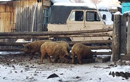 Укыр. Чумное место.