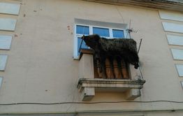 В Кокуе шкуру медведя сушат на балконе