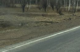 Лес вспыхнул из-за брошенного окурка в Забайкалье 