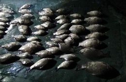 Двое забайкальцев задержаны за добычу рыбы сетью в период нереста
