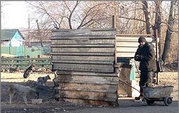 Шилка: собаки и бомжи ведут борьбу за пропитание