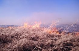 ​Лесному фонду в Забайкалье удалось возместить ущерб в 2 миллиона рублей из-за пожаров по вине человека