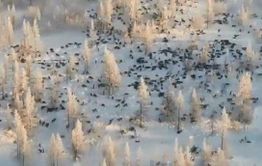 На фото не волки, а олени