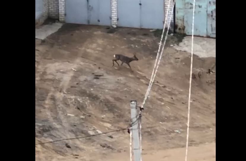В Чите косуля бегала по двору жилого дома. Видео