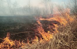 Лесной пожар ликвидировали в Улётовском районе