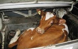 В Калганском районе наказаны серийные скотокрады 