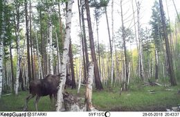 ​Нацпарк «Чикой» принял участие в конкурсе «Фотоловушка-2019». Сотрудникам удалось снять волка и лосей (Видео)