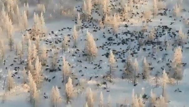 На фото не волки, а олени