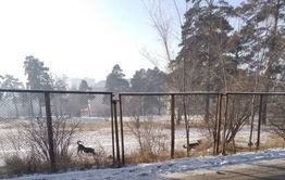 «Вечорка ЦУР»: На школьном стадионе резвятся собаки – Чита на связи