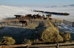 Забайкалец подозревается в убийстве на чабанской стоянке. Мотивом послужила ревность.