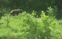 На жителя села Бургень напал медведь. 