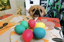 Со светлым праздником Пасхи! Фото Эдуарда Пет...