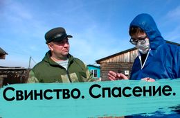Свиной вопрос. Фермер ответил за все. Африканская чума бушует в Чите.