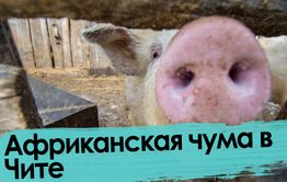 Всех читинских чушек уничтожат: вспышка африканской чумы свиней в Чите 
