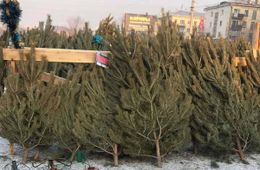 «Вечорка» публикует адреса елочных базаров в Чите