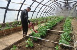 В одной из колоний Читы будут выращивать огурцы