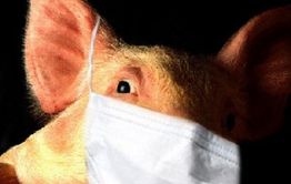 Главный инфекционист Забкрая: «Свиной» грипп этого года не опаснее других его разновидностей