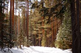 В Забайкалье контрабандист Синь Сюэмин поедет в колонию на 9 лет