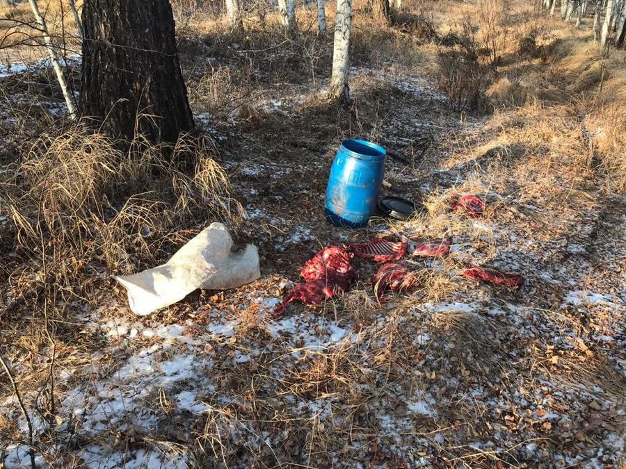 В Забайкалье браконьеров нет. Все просто водку пьют в тайге (оперативная съемка)