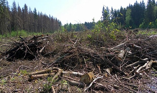 Все, что нужно знать о сборе валежника