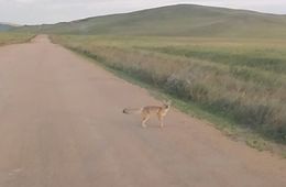 Встреча в степи