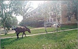 У забайкальских пенсионеров государство украло пенсии