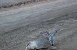 Жители Ивановки обнаружили раненую косулю на одной из улиц поселка