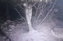 В Забайкалье лиса ворует сало у синиц