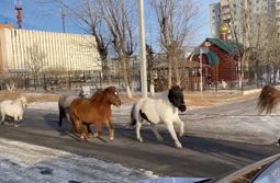 Шок: Бездомные лошади заполонили Читу (видео, 18+)