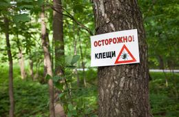 Клещи покусали почти 500 забайкальцев с начала эпидсезона