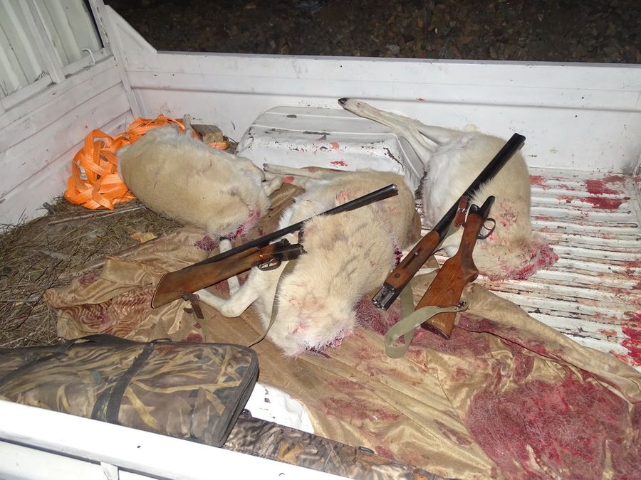 В Борзинском районе задержаны браконьеры на краснокнижных дзеренов 