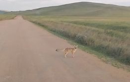 Встреча в степи