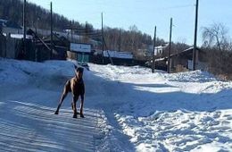 Доберман напал на подростка в посёлке Вершино-Дарасунский в Забайкалье