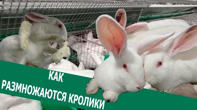 Вечорка ТВ: Как размножаются кролики 