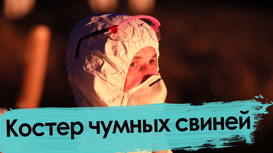 Африканская чума свиней: как сжигали эпидемию