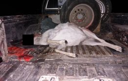 Очередной убийца краснокнижных дзеренов задержан в Забайкалье