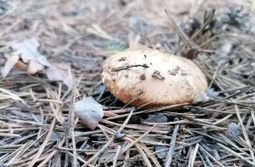 Аномальное Забайкалье: в этом году на месяц р...