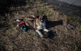 Забайкальская прокуратура организовала проверку по факту нападения собаки на 4-летнего ребенка