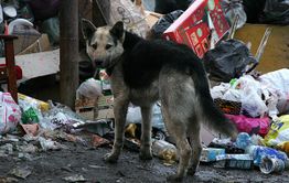 В Чите бродячие собаки нападают на жителей дачных кооперативов