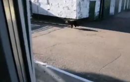 Медведь вышел к людям в районе Песчанки