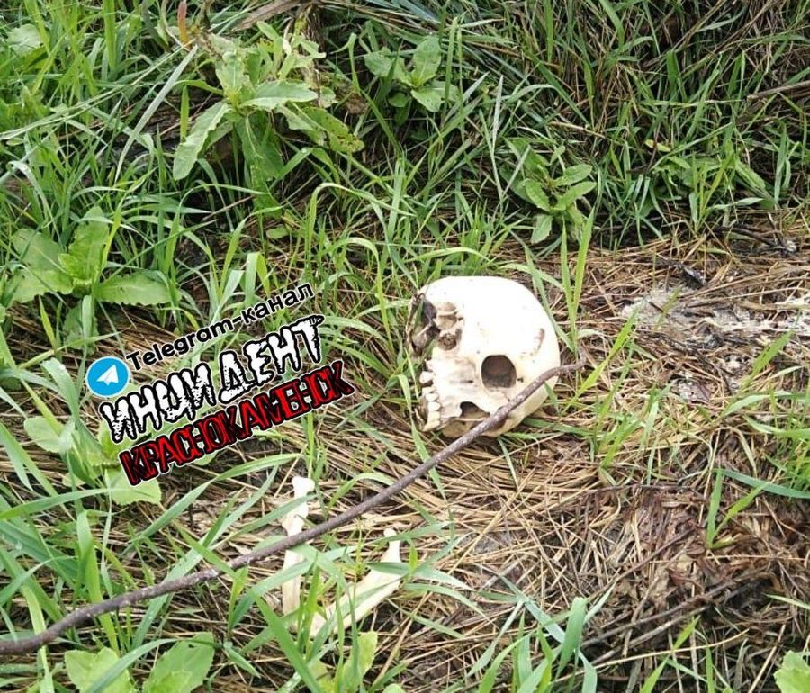Череп с костями нашли в Краснокаменске. Останки могут принадлежать пропавшему в июле мужчине.