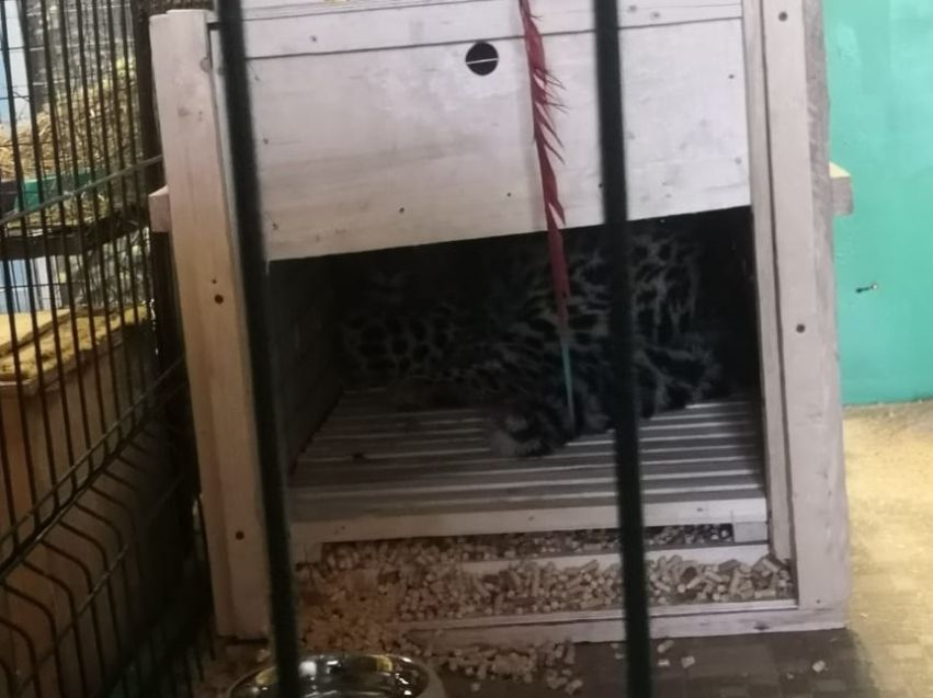 Котенок амурского леопарда поселился в читинском зоопарке
