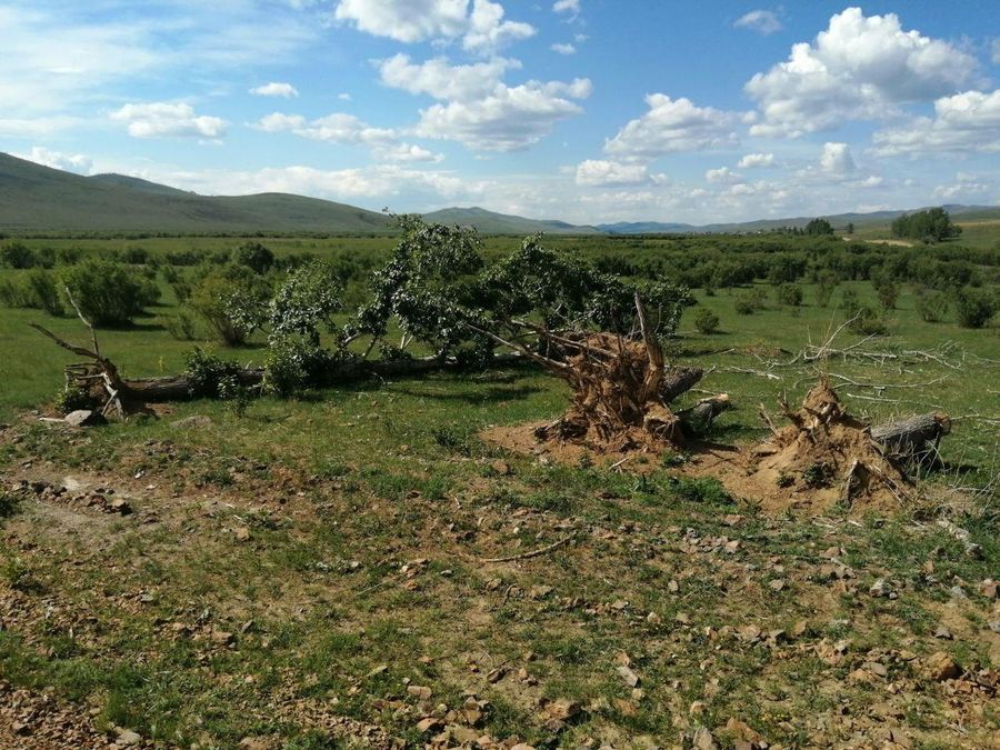Поваленный несколько лет назад тополь в Акшинском районе пустил корни и расцвел (видео)