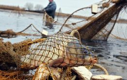 Сын руководит, папа браконьерит?