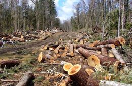 Забайкалец сядет в колонию за вырубку леса 